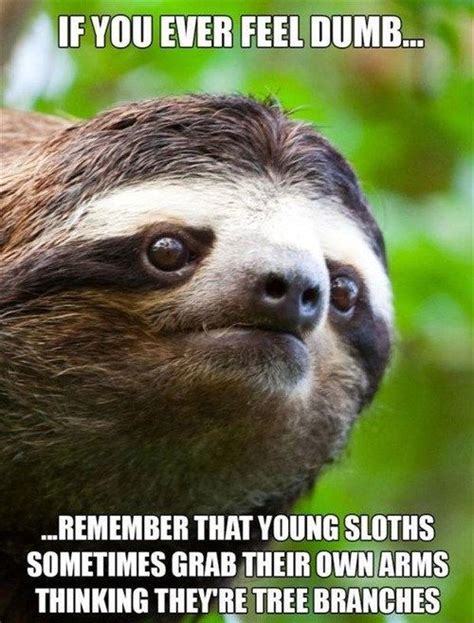 Youre Never Alone In Your Stupidity Sloths Funny Sloth Funny Animals