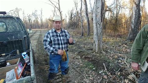 Coyote trapping, make sets look more natural - YouTube