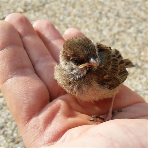 What Do Baby Sparrows Eat And Drink