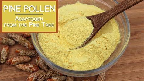 Pine Pollen The Nutritious Adaptogen From The Pine Tree Youtube