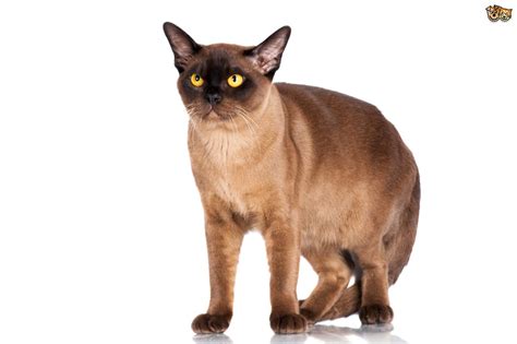 The Burmese Cat Health Concerns Pets4homes