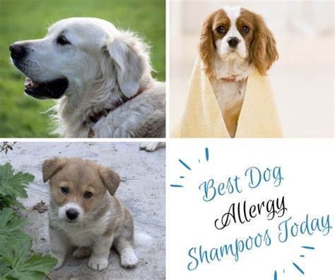 Best Dog Allergy Shampoos Today And How They Help