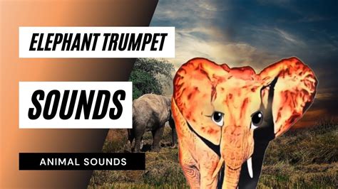 Elephant Trumpet Sounds The Animal Sounds Elephant Trumpeting Sound