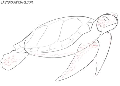 How To Draw A Sea Turtle Easy Drawing Art