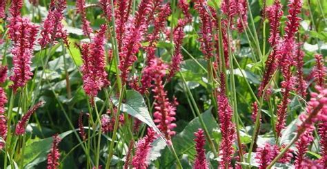 Het groene blad is ovaal tot hartvormig. Persicaria amplexicaulis (Duizendknoop) | De Tuinen van ...