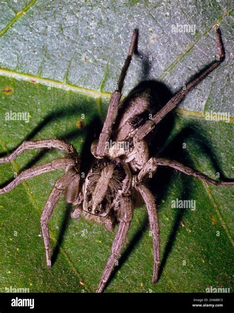 1980s Female Wolf Spider Lycosidae Carrying Her Young On Her Back