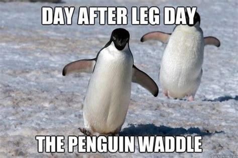 24 Memes That Prove Penguins Are The Funniest Animals On Earth Cuteness