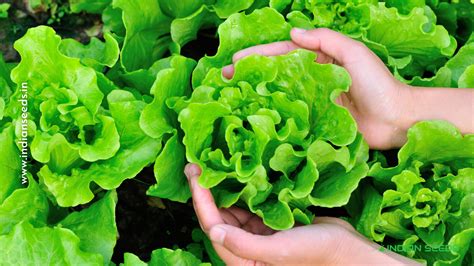 What Is Lettuce Types Of Lettuce And Gardening Tips Indian Seeds