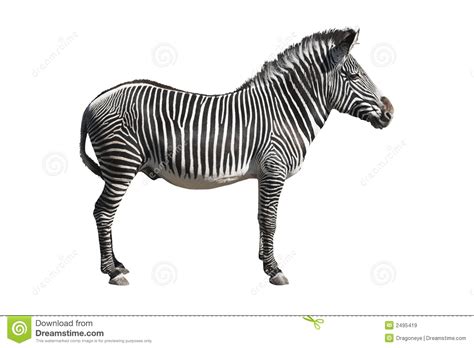 Grevy's Zebra Cutout Royalty Free Stock Images - Image: 2495419