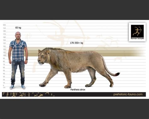 The Cave Lion Panthera Spelaea And Panthera Fossilis
