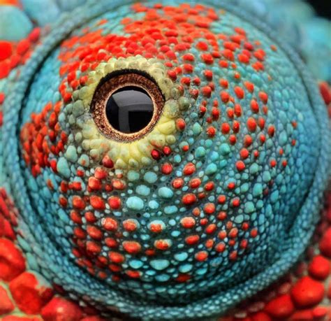 Mesmerizing Macro Shot Of A Chameleons Eye
