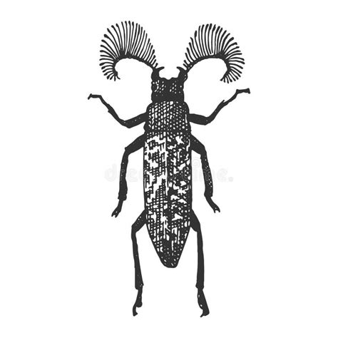 Beetle Insect Species Isolated Engraved Hand Drawn Animal In Vintage