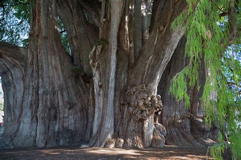 Tree Of Tule Photograph By Jim West Fine Art America