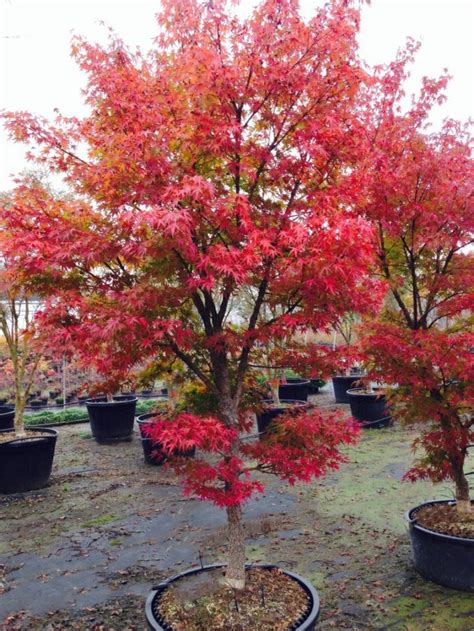 Complete Guide To Japanese Maples Planting And Buying Japanese Maples