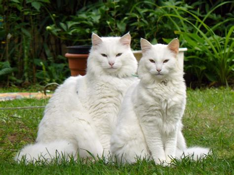 It is believed that these cats have been brought to norway from great britain after 1000 ad. Maine Coon Cat Personality, Characteristics and Pictures ...