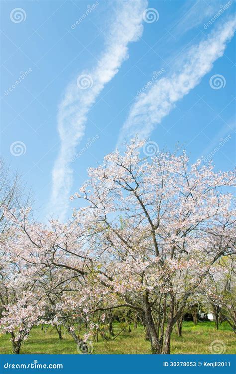 Cherry Blossoms And Sky Stock Image Image Of Flower 30278053