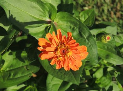 How To Grow Zinnia Growing Zinnia By Garden Hobbies