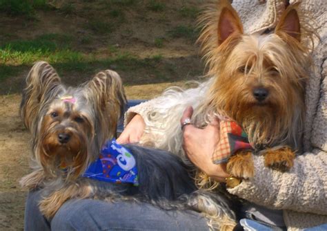 It seems to think of itself as a rather large dog. Australian Silky Terrier puppies | Nottingham ...