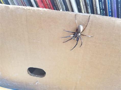Brown Recluse Southeast Texas Rwhatsthisbug