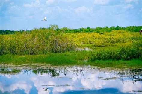 White Bird Flying In Swamp Stock Image Image Of Georgia 107647735