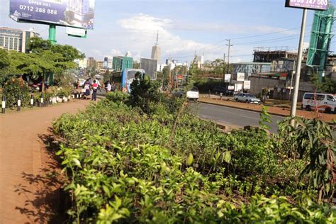 Nairobis Roadside Tree Seedling Sellers Remain Resilient To Keep The