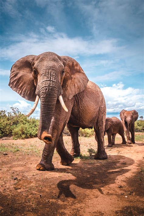 Los Elefantes ‘hablan A Pisadas Español