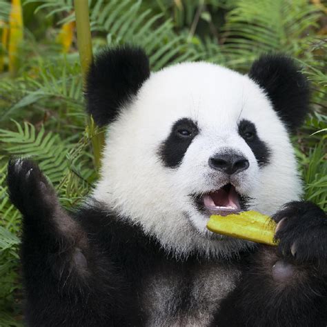 Live Virtual Encounter With Giant Pandas Ep 54 Cgtn