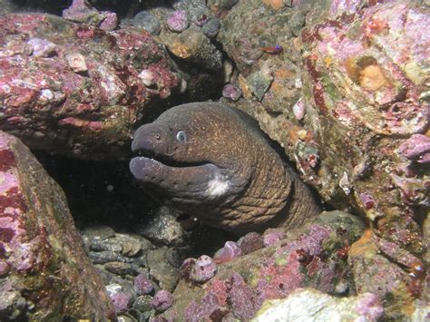 It's a small county sandwiched between aberdeenshire and highland local government areas. California moray - Wikipedia