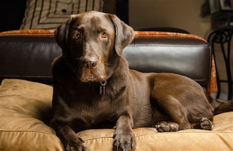 How Long Do Chocolate Labradors Live