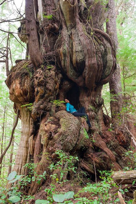 Cheewhat Cedar Canadas Largest Tree — Tj Watt