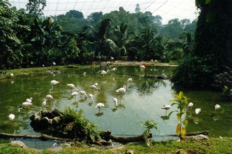 Bird park kl photo © phalinn ooi. taman-burung-1994.jpg | Taman Burung, Kuala Lumpur ...
