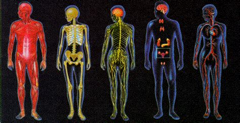 O Corpo Humano Anatomia Fatos E Funções