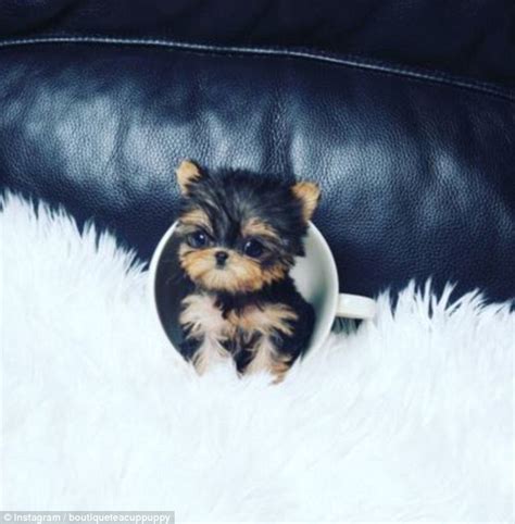 I think we have already realised that any word needing you to smile to pronounce it, is very cute indeed. The cutest dog in the world according to Instagram usrs ...
