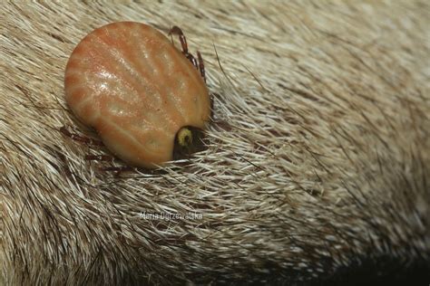 Tick Amblyomma Ovale Koch 1844 Acari Ixodidae Female Flickr