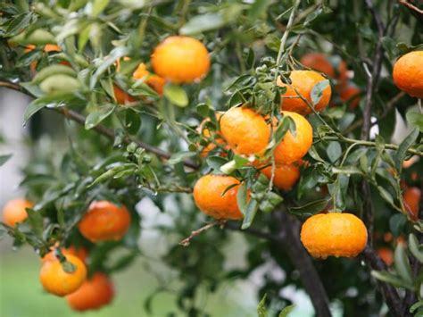 How To Select Fruit Trees Hgtv