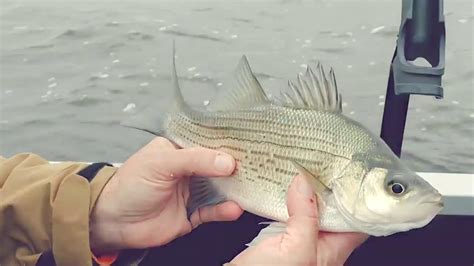 How To Use Blade Baits To Catch White Bass And More Youtube