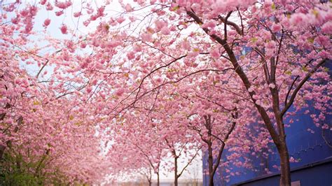 Japanese Cherry Blossom Wallpaper 71 Images