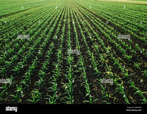 Aerial View Of Corn Crops Field With Weed From Drone Point Of View