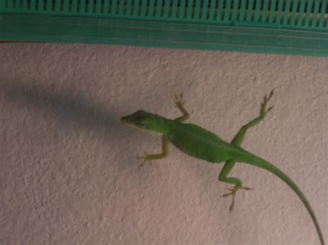 Female Green Anole Pregnant 1 Jeff Zitzmann Flickr