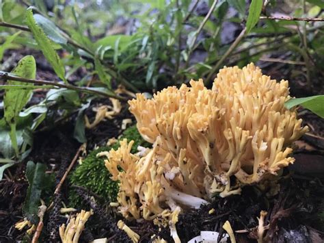 Edible Coral Mushrooms Pacific Northwest All Mushroom Info