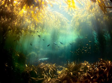 Kelp Forest 500px In 2020 Kelp Forest Underwater Photos Underwater