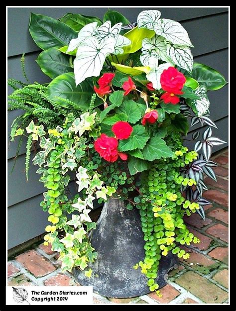 Shade Container Container Gardening Flowers Container Gardening