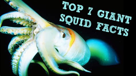 Top 7 Giant Squid Facts Youtube