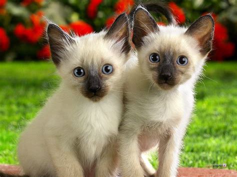 We hope you enjoy our growing collection of hd images to use as a background or home screen for your smartphone or computer. Siamese Kitten Wallpapers - Wallpaper Cave