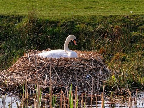 Swan Nesting Manchester Bolton And © David Dixon Cc By Sa20