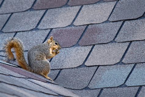 Nashville Squirrel Removal Squirrels In The Attic Animal Pros
