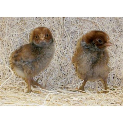 Cackle Hatchery Egyptian Fayoumis Chicken Straight Run Male And