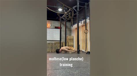 Calisthenics Maltese Training Youtube