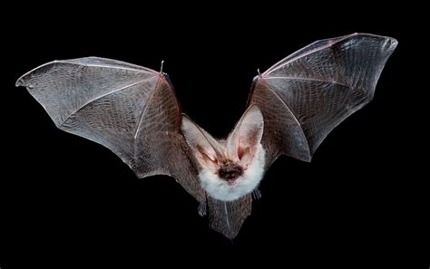 Bat Wings Bat Flying Fruit Bat Bat