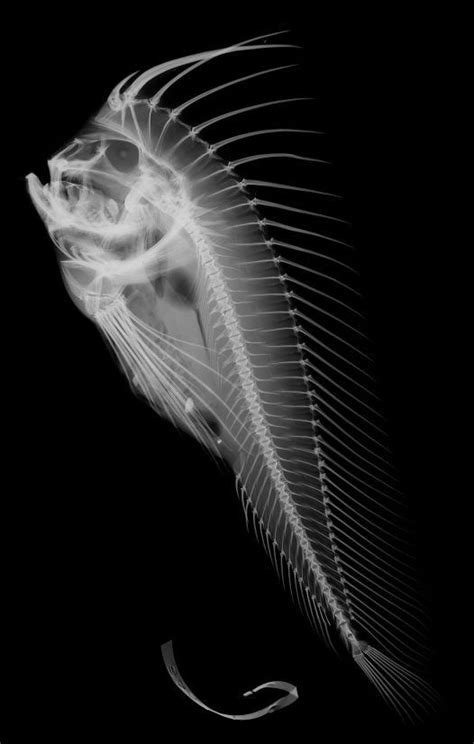 X Ray Image Of A Red Indian Fish Australian Museum Xray Art X Ray